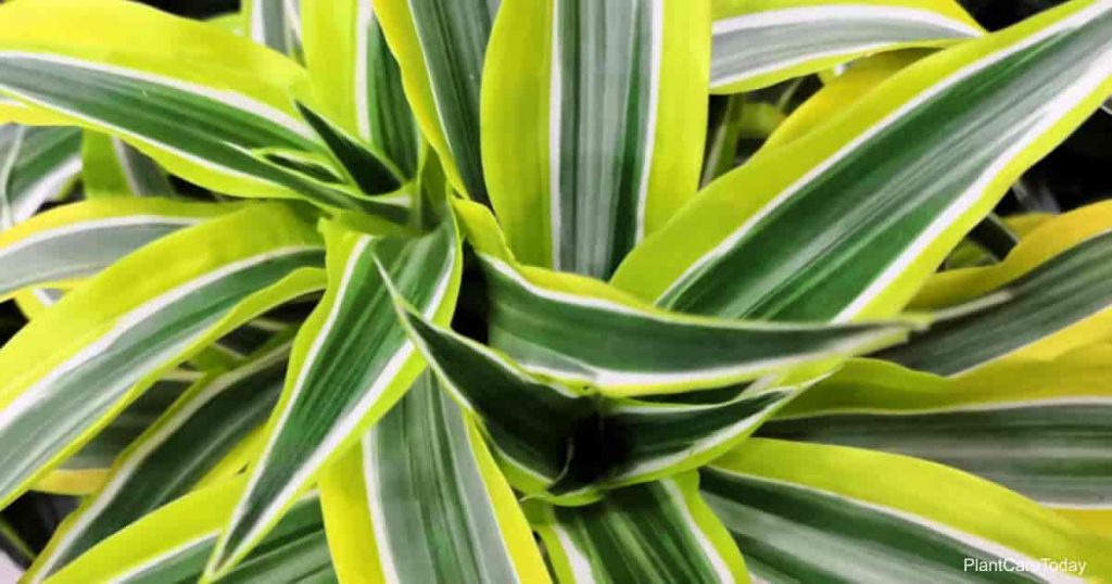 Dracaena Fragrans ‘Lemon Lime’