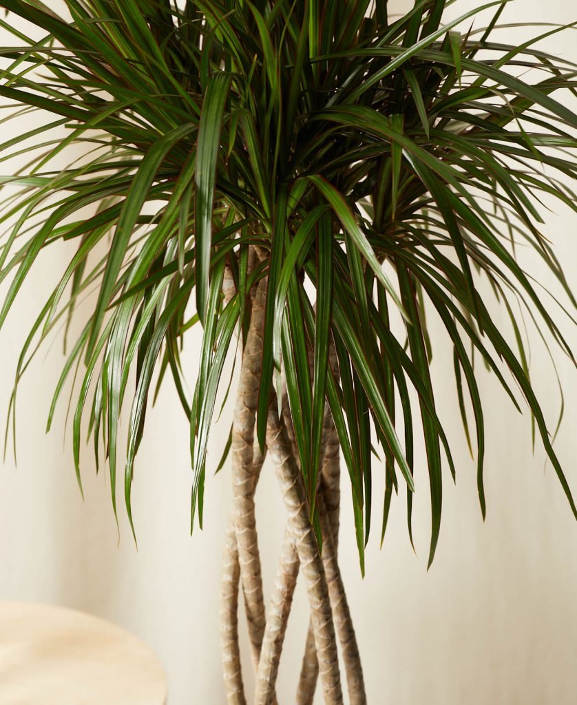 Dracaena Marginata ‘Tarzan’