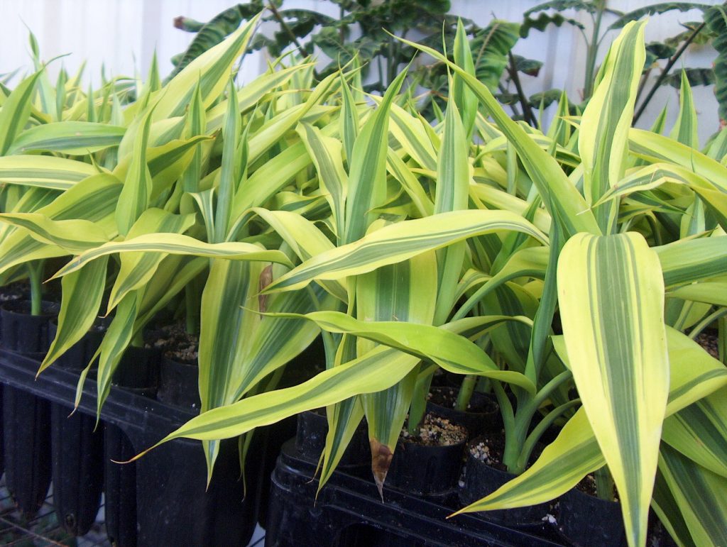 Dracaena Sanderiana ‘Ribbon Plant’