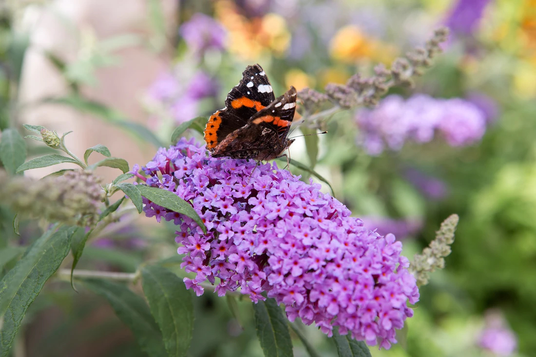 Dwarf Buddleja Plant Care Guide: Grow a Healthy and Thriving Plant