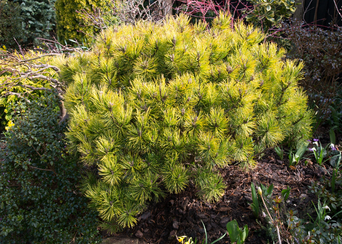 Dwarf Mountain Pine