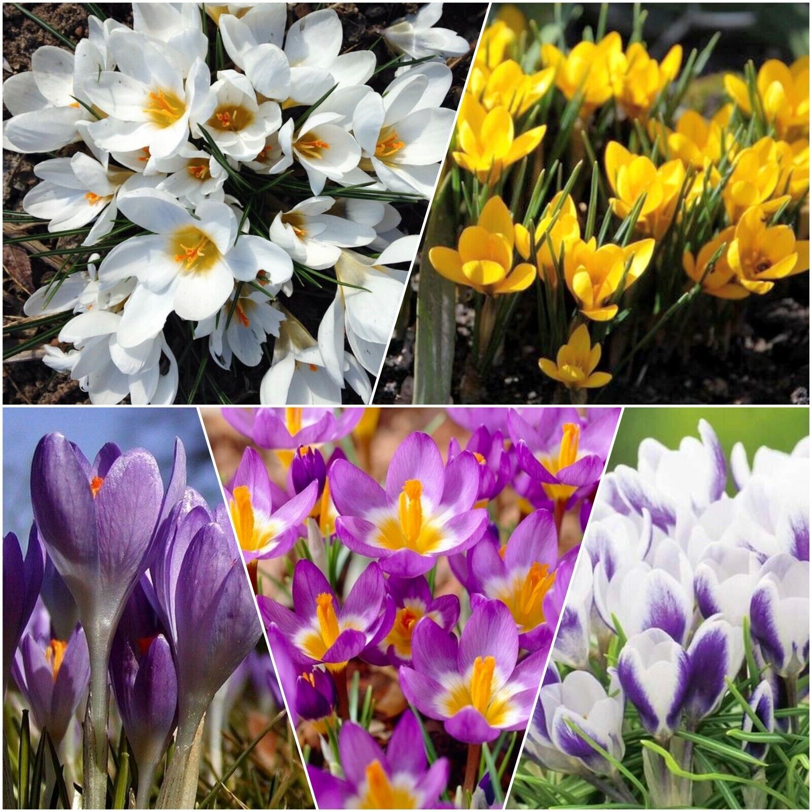 Early-Spring Flowering Plants