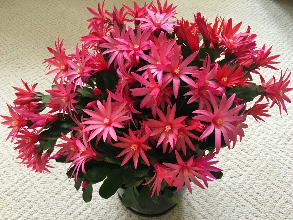 Easter Cactus