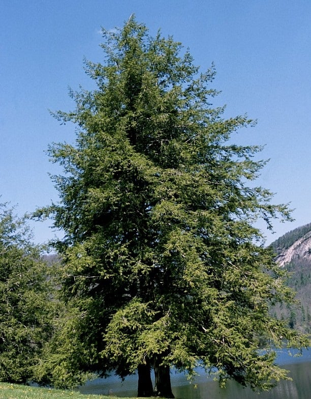 Eastern Hemlock