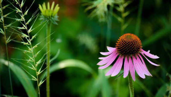 _Echinacea