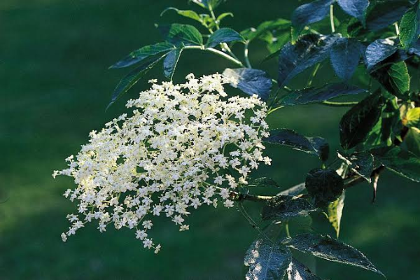 Elderberry (1)