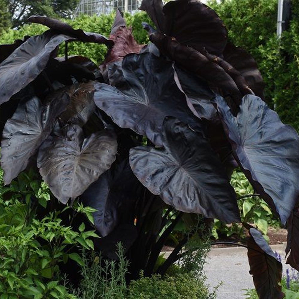 Elephant Ear ‘black Coral’