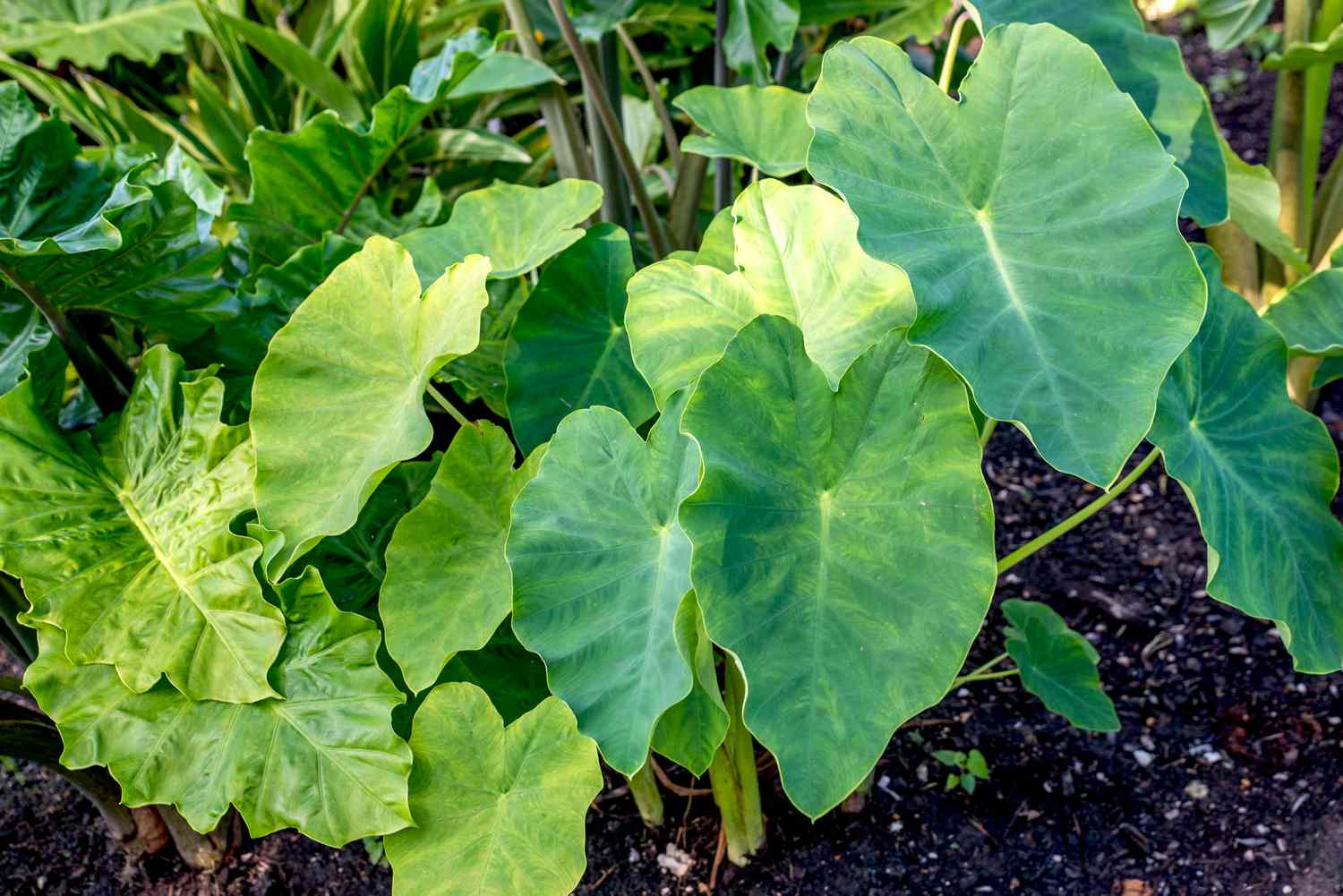 Elephant’s Ears