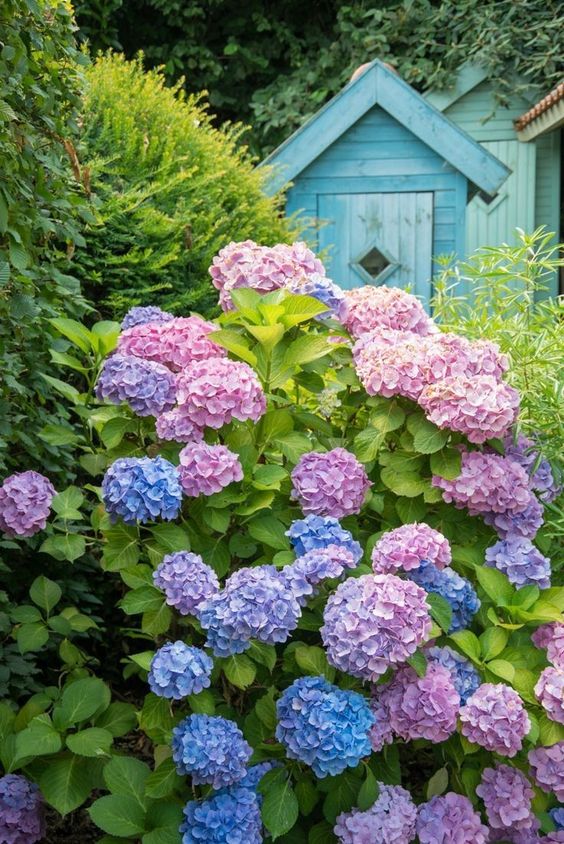 Endless Summer Hydrangea