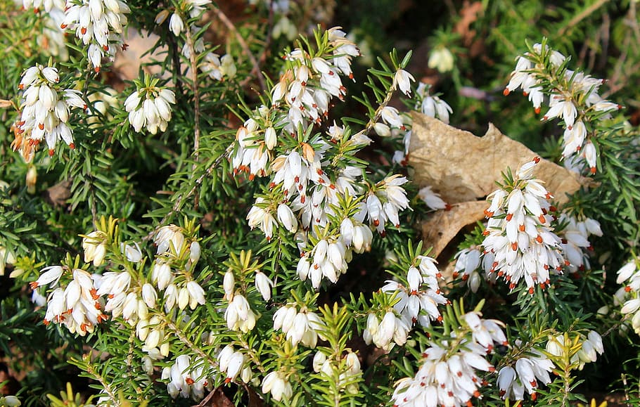 How to Care for and Grow Erica Arborea ‘Tree Heather’