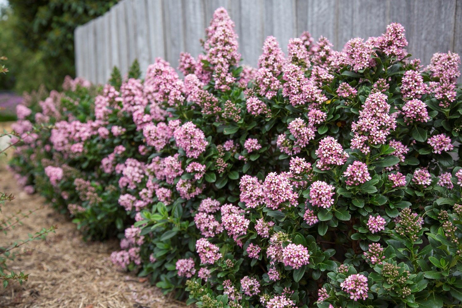 Escallonia Pink Elle