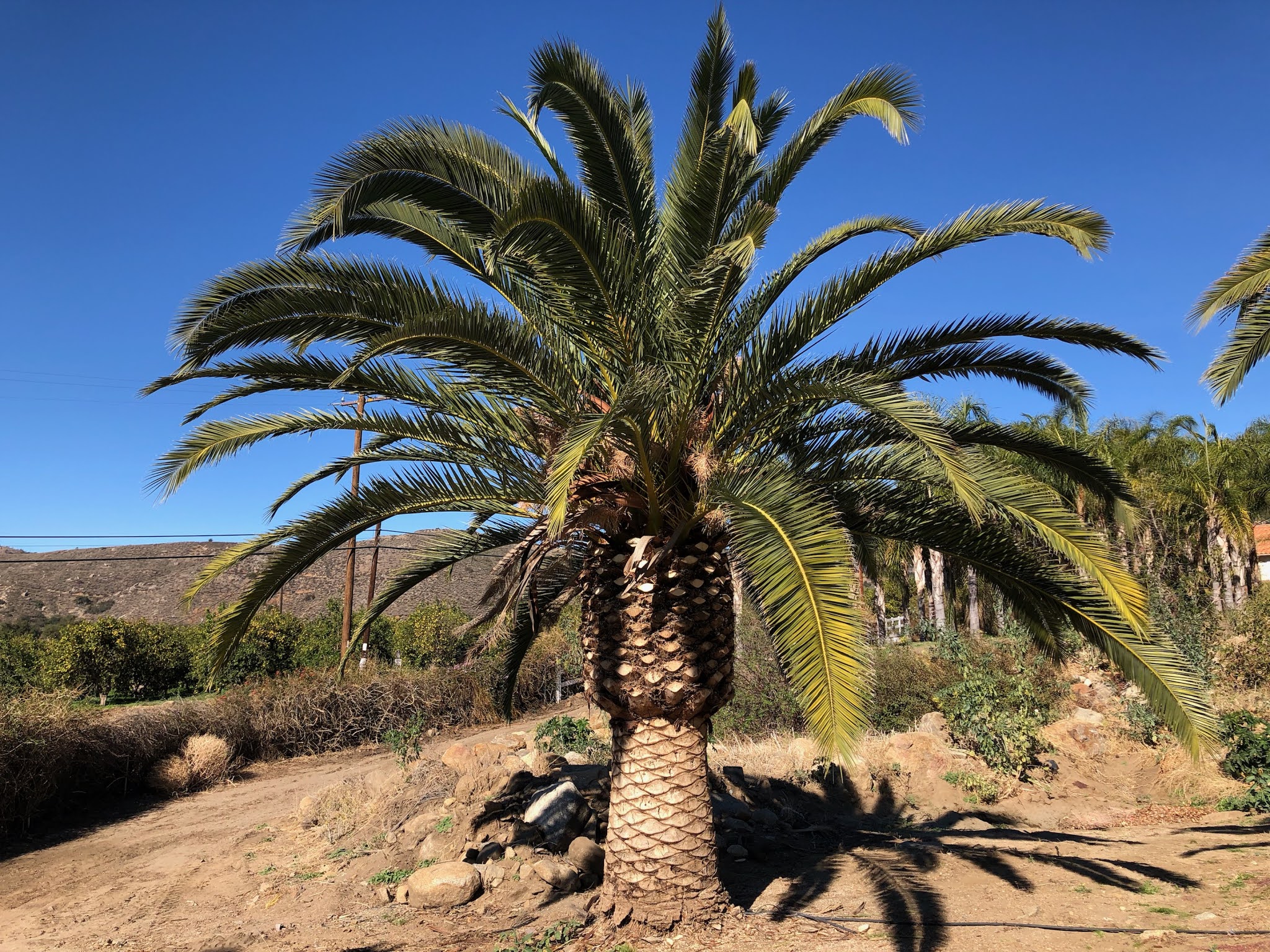 Estimating Palm Tree Age