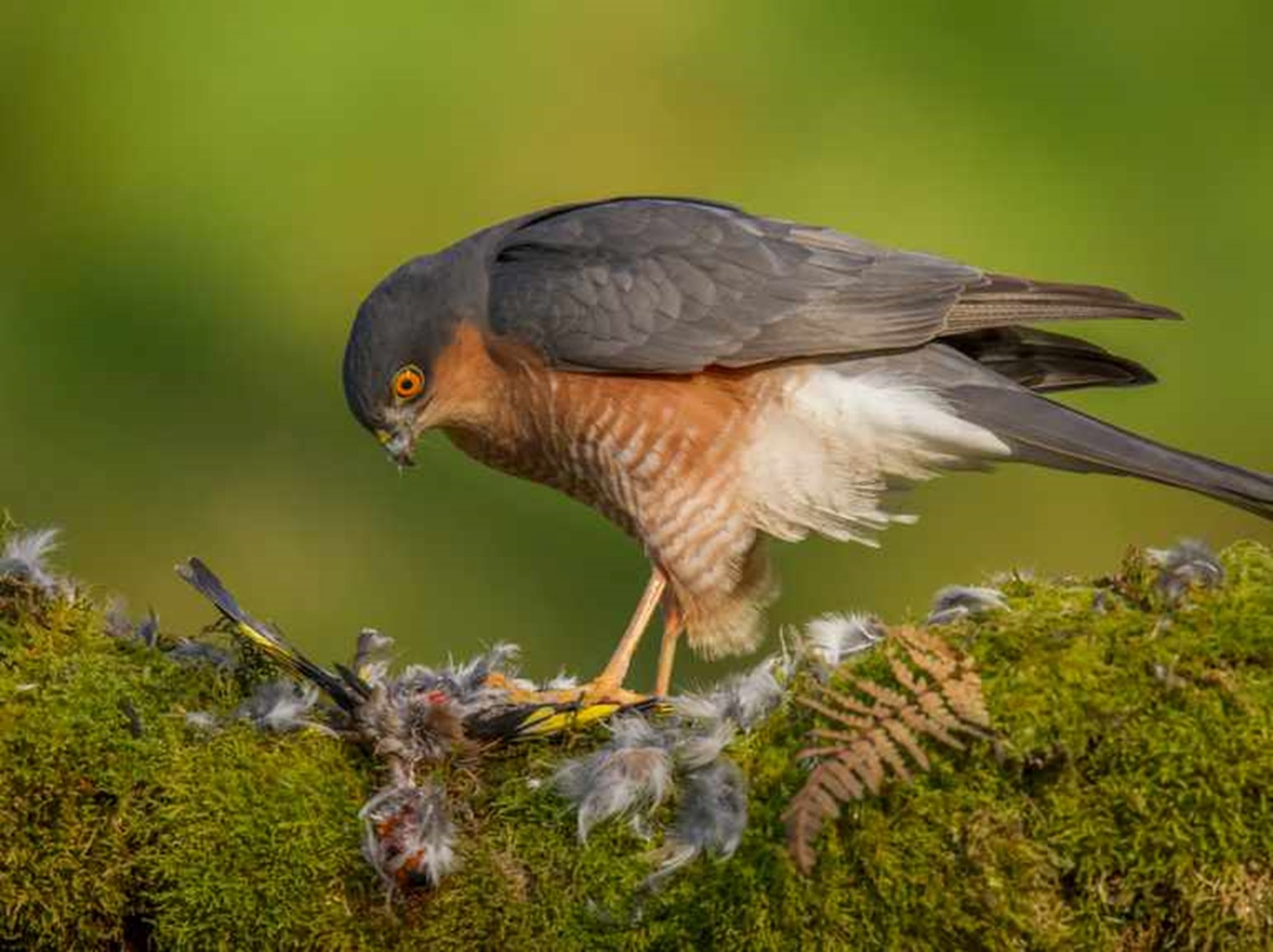 12 Different British Birds Of Prey Common Rare TheArches