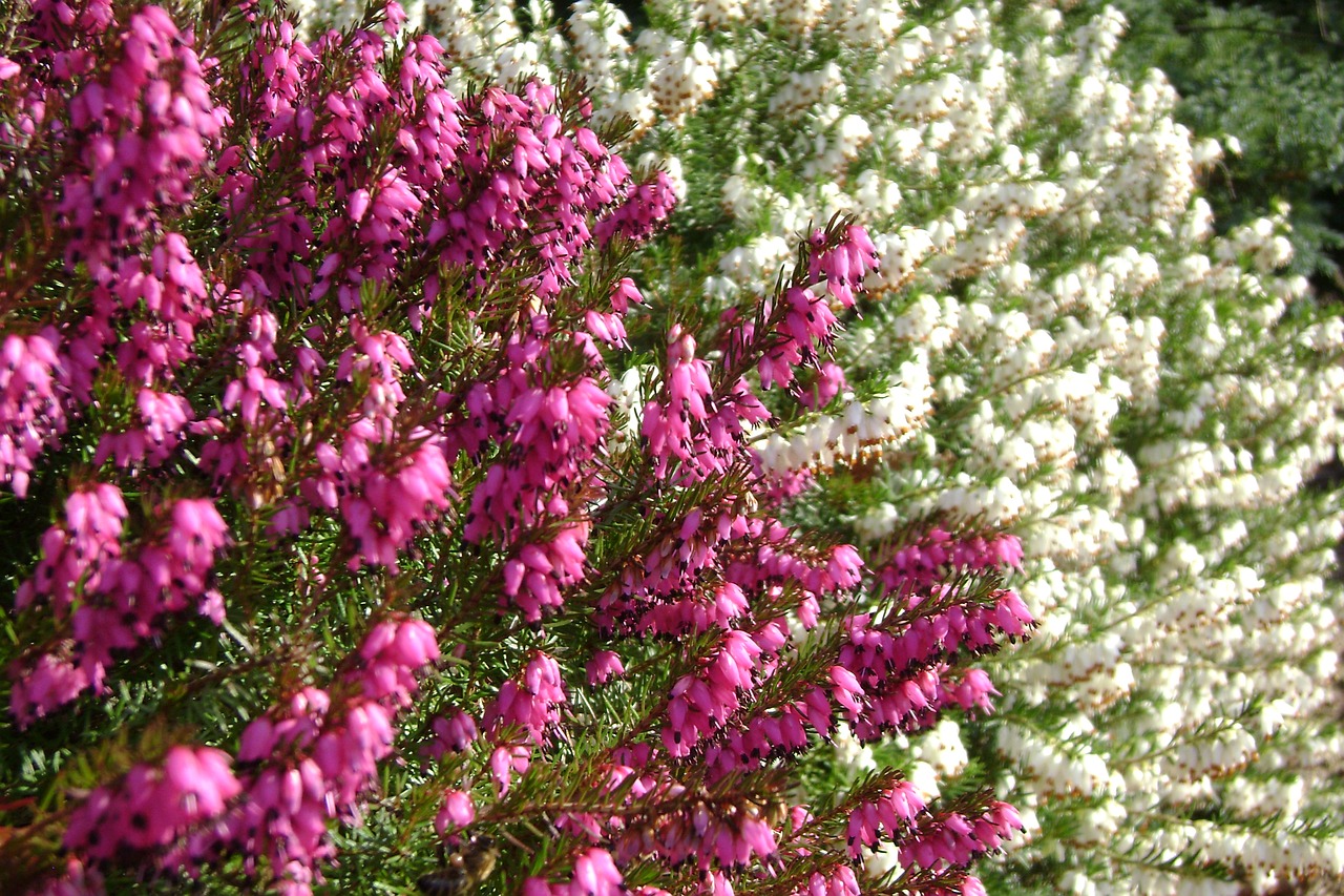 Factors to Consider Before Planting Tree Heather