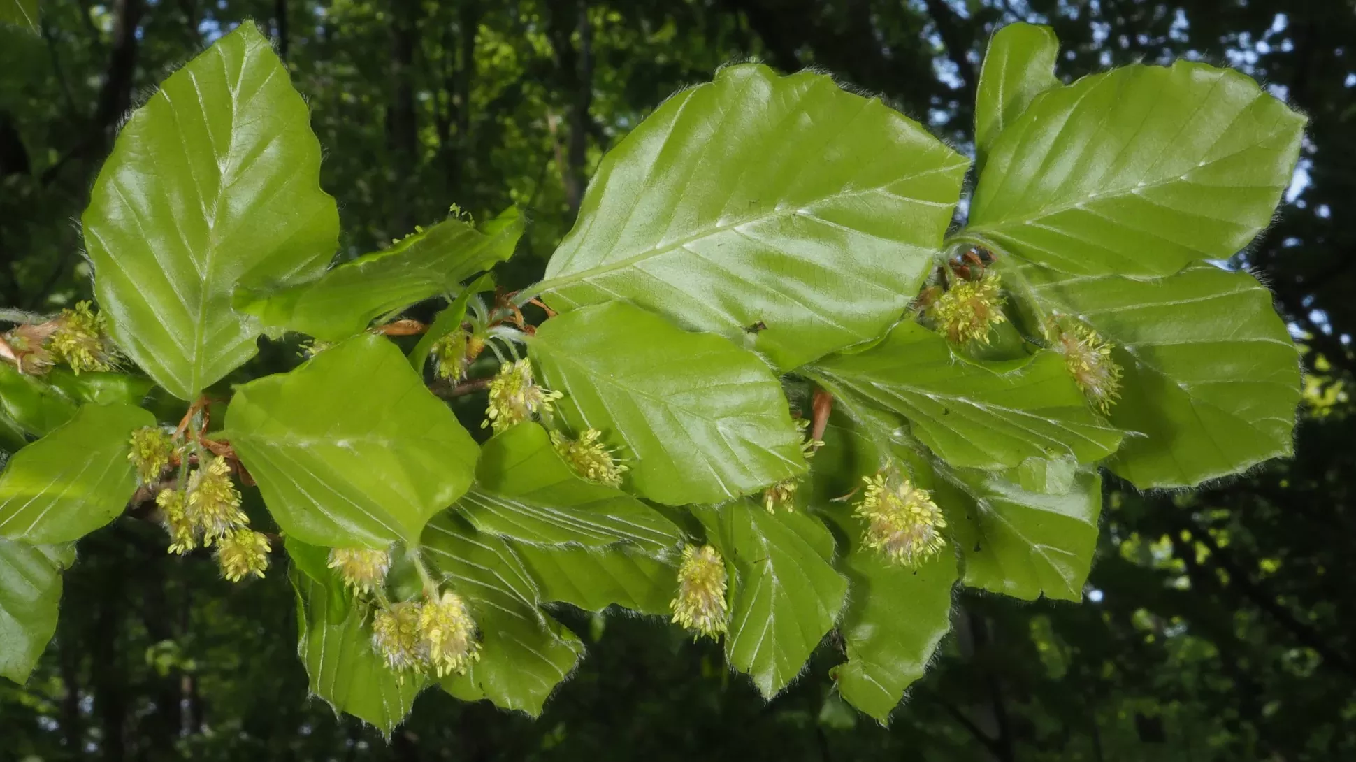 Beech (Fagus sylvatica)