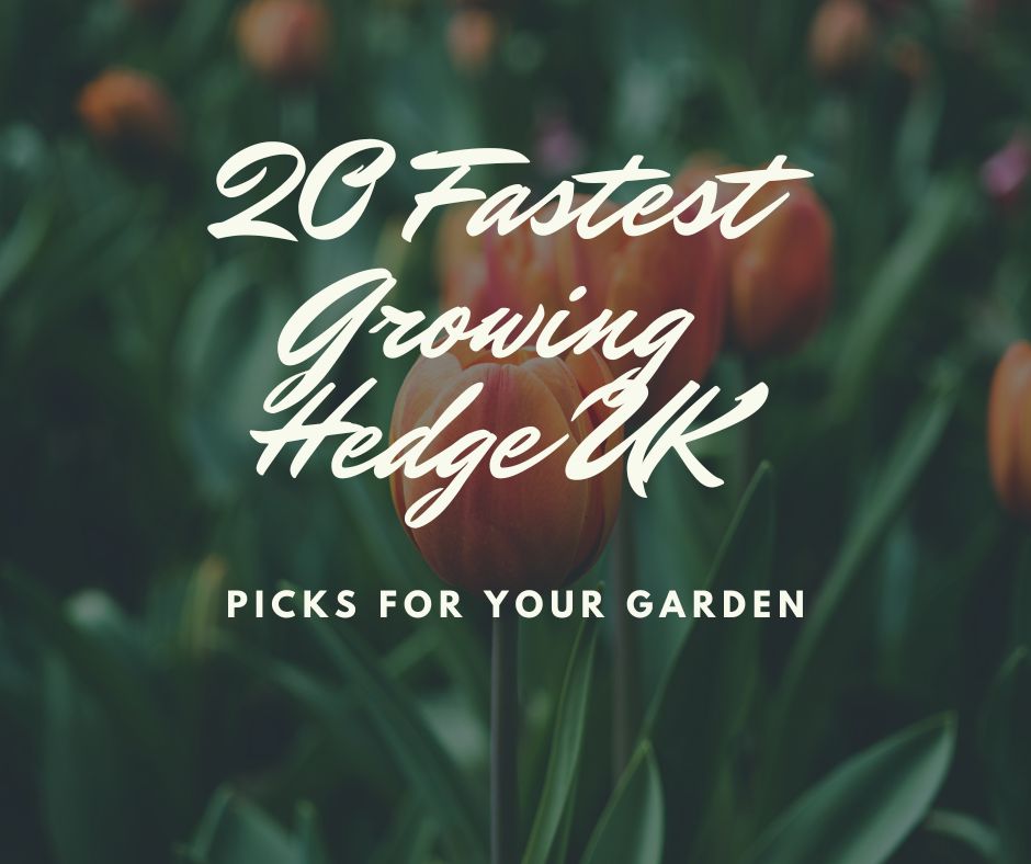 20 Fast-Growing Hedge Varieties For Stylish Landscaping [UK]