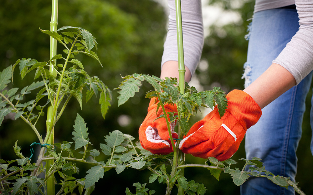 Finally, Plant the Vegetables