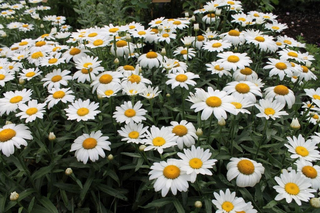 Flawless Plants With White Flowers