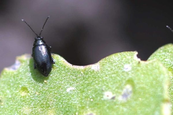 Flea Beetles