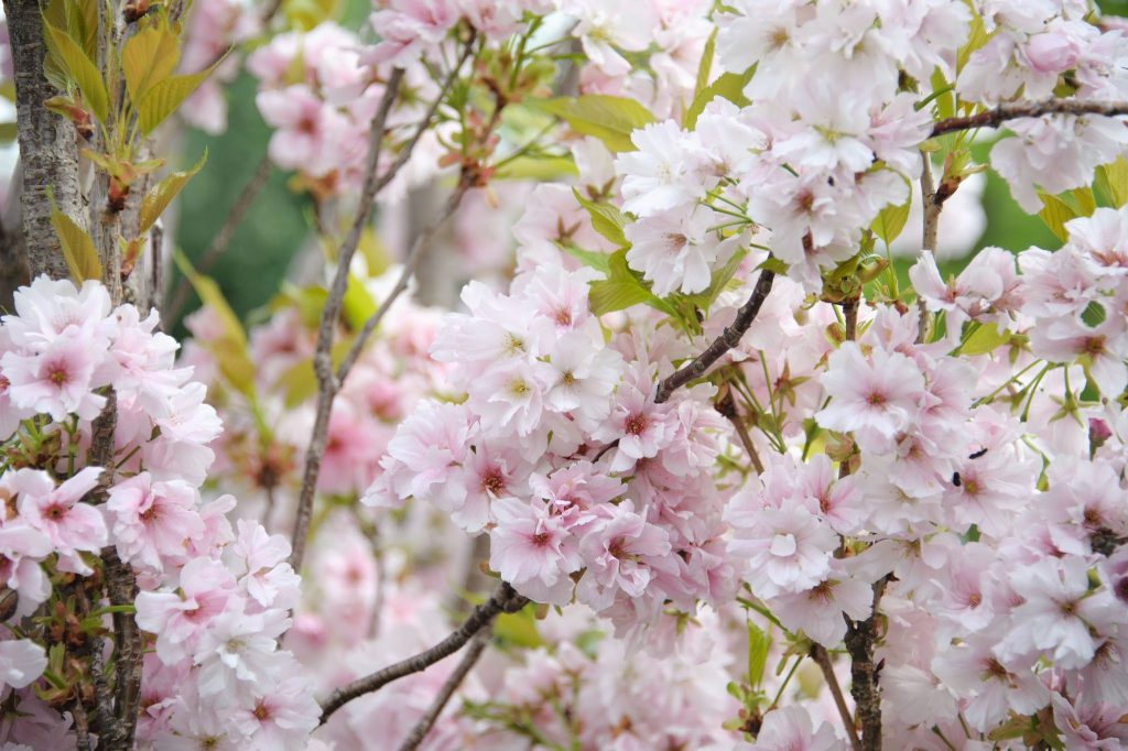 Flowering Cherry Trees