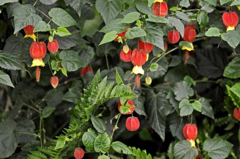 Flowering maple