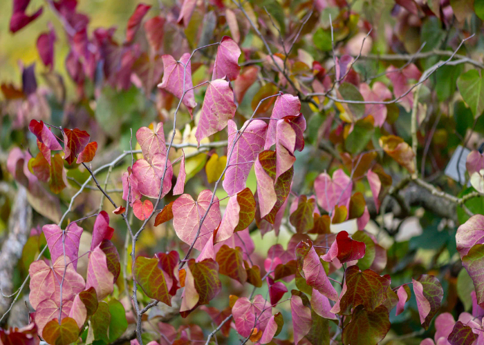 'Forest Pansy' Redbud