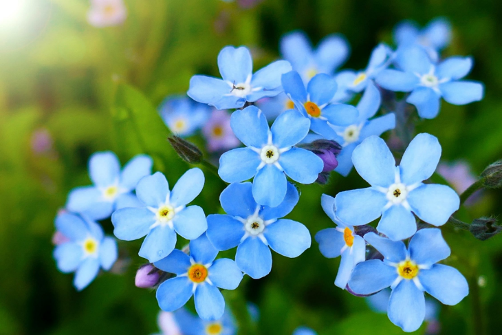 Forget-Me-Nots