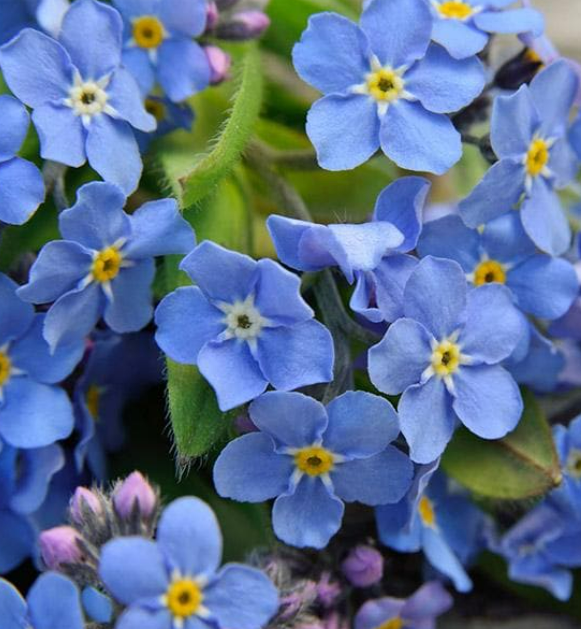 Forget-me-not