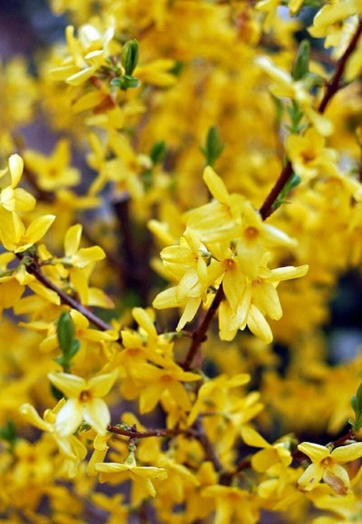 Forsythia