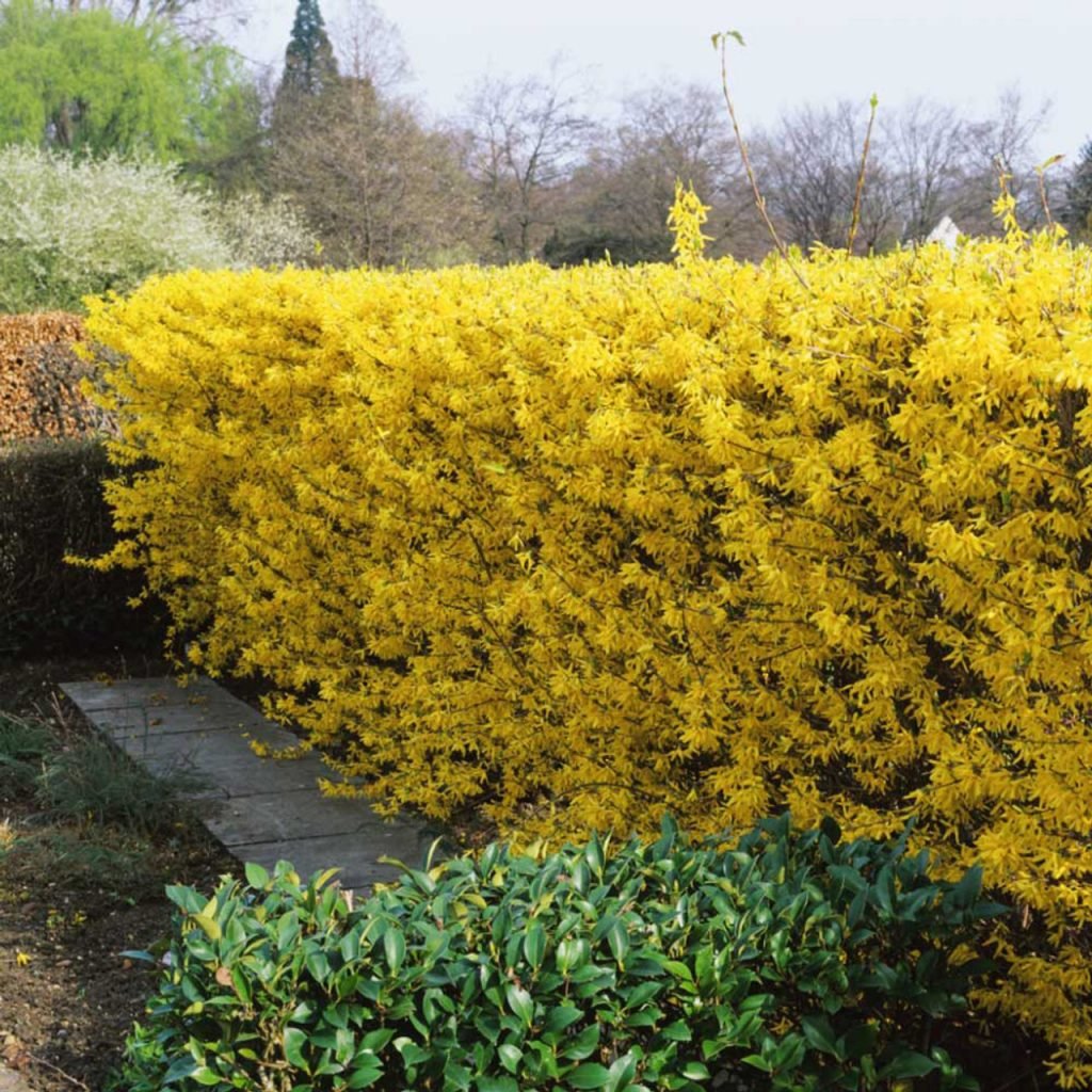 Forsythia Spectabilis Hedge