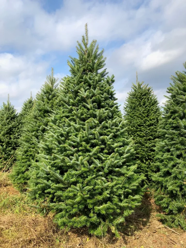 Fraser Fir