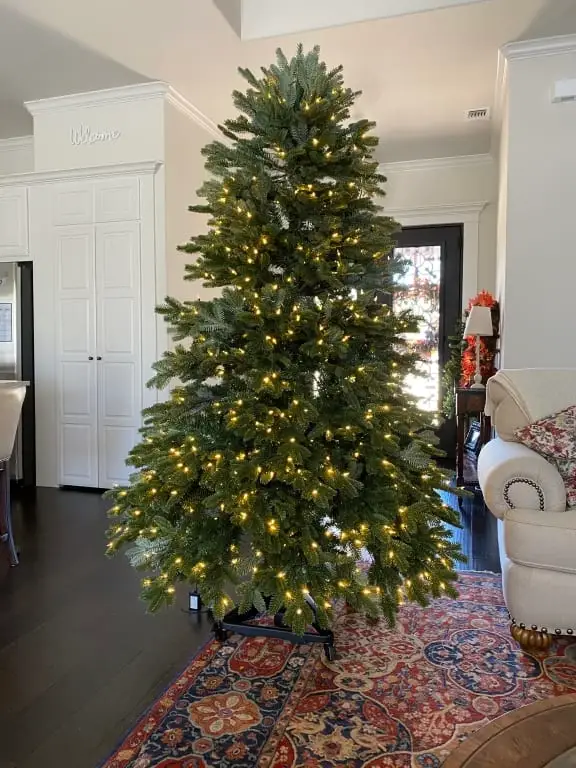 Fraser Fir