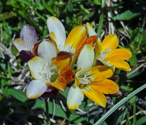 Freesia Fergusoniae L.Bolus