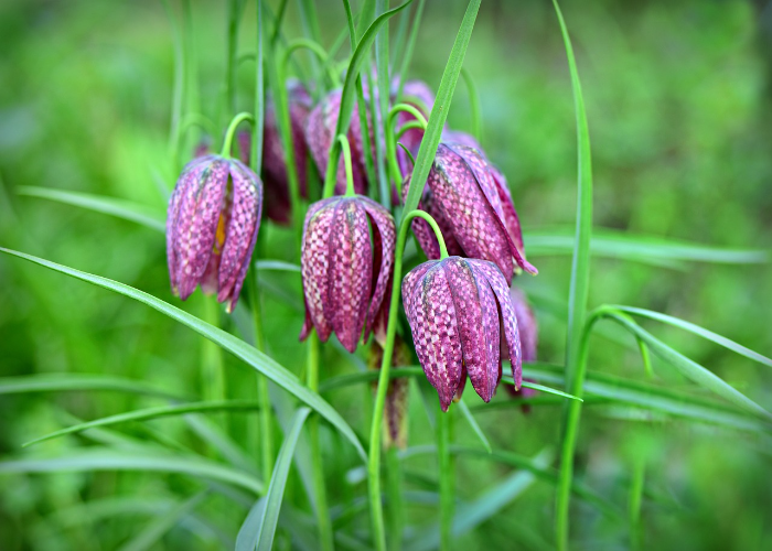 Fritillarias