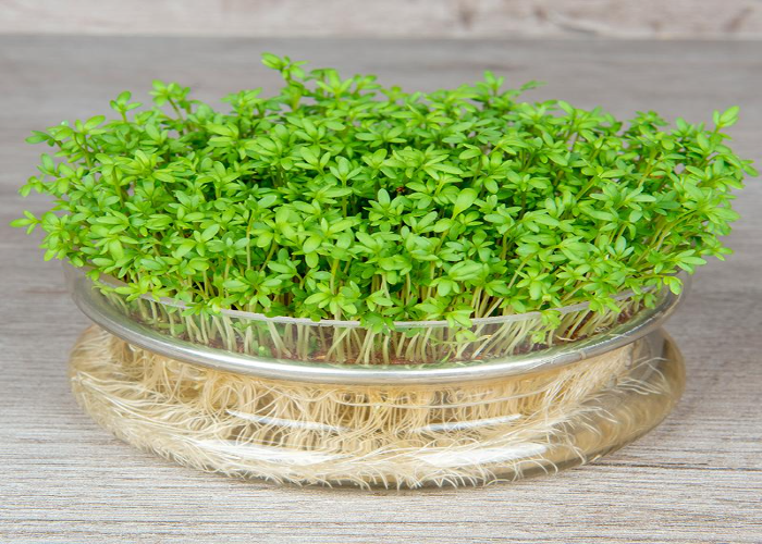 Garden Cress (Lepidium Sativum)