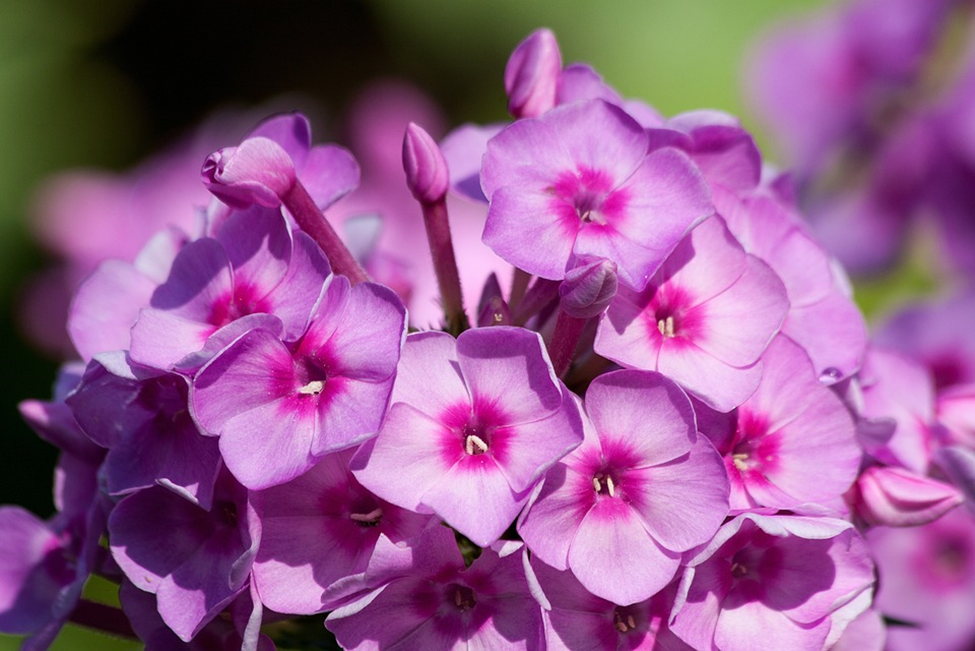 Garden Phlox