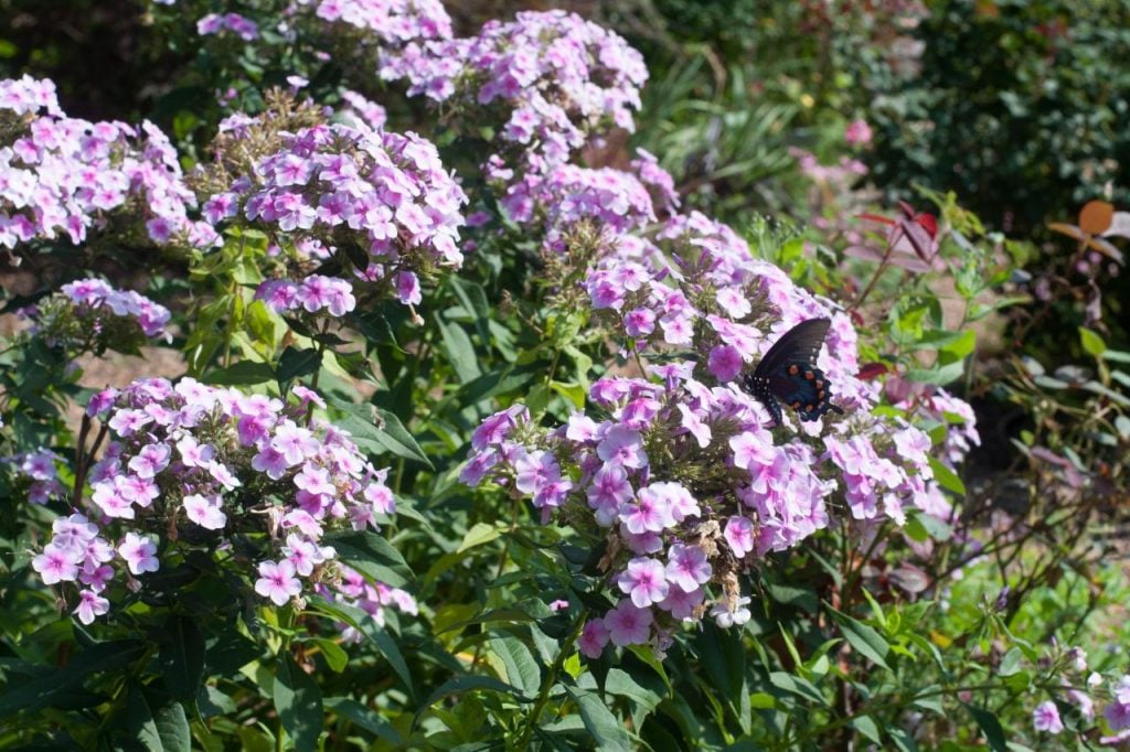 Garden Phlox