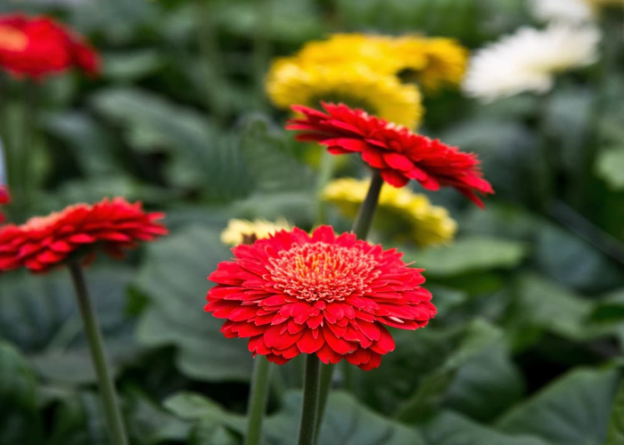 Gerbera Durora (1)