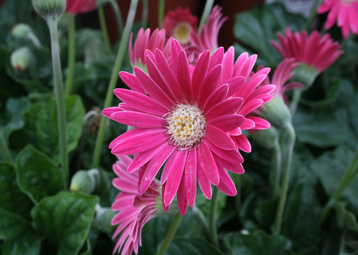 Gerbera Everlast Carmine