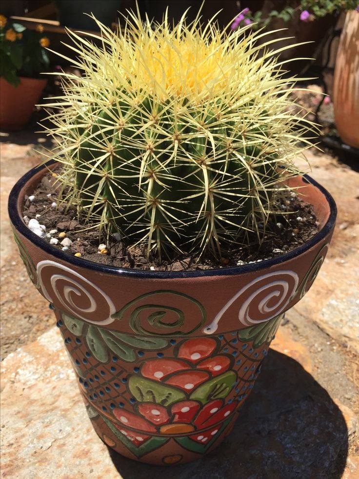 Golden Barrel Cactus