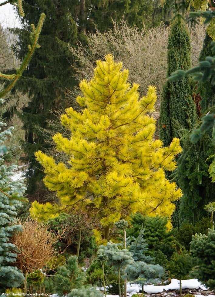 Golden Scots Pine