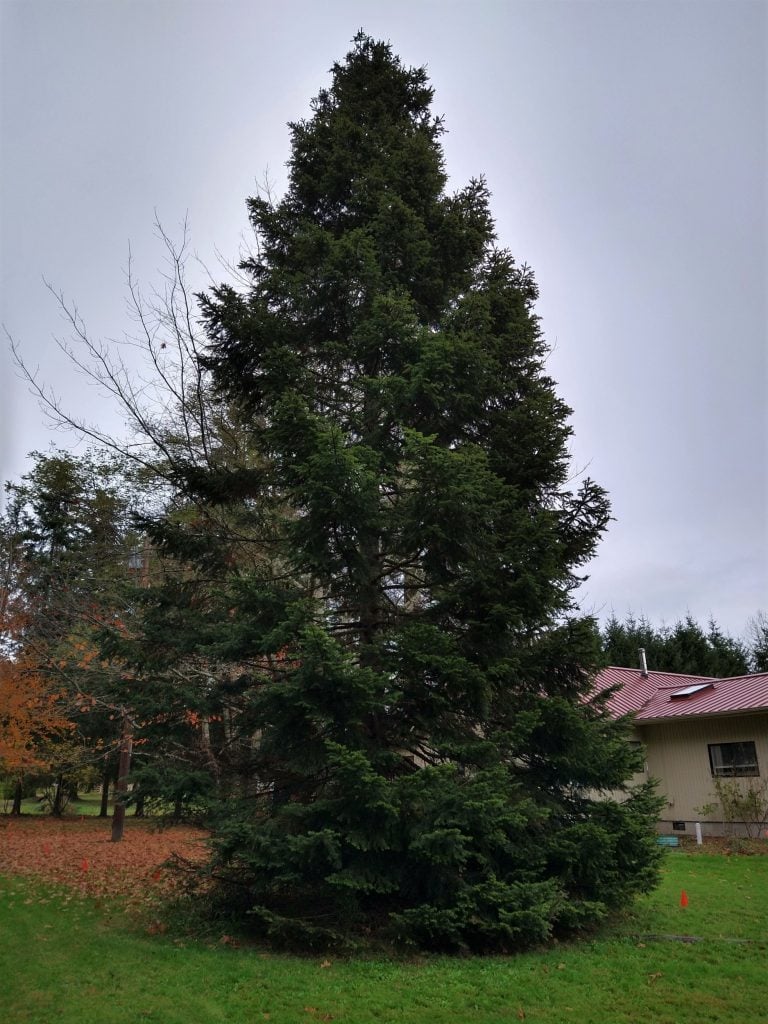 Grand Fir