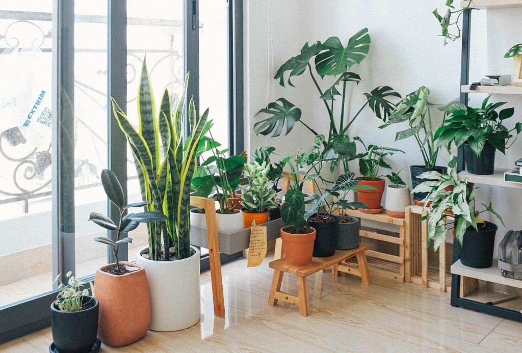 Green Elegance: Harnessing the Beauty of Plants in Interior Design