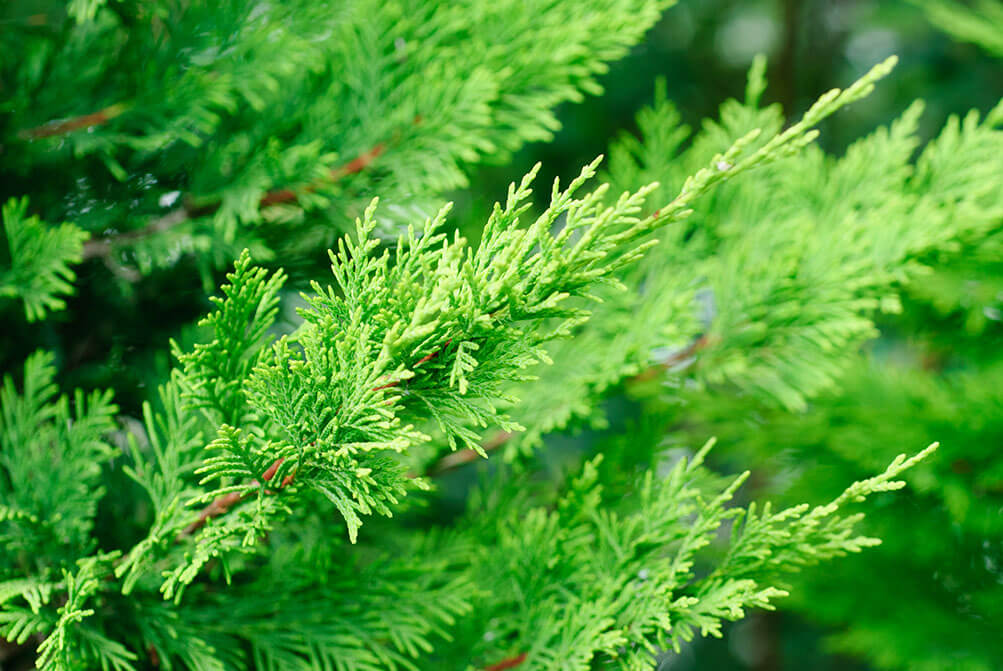 Green or Gold Leylandii Cypress