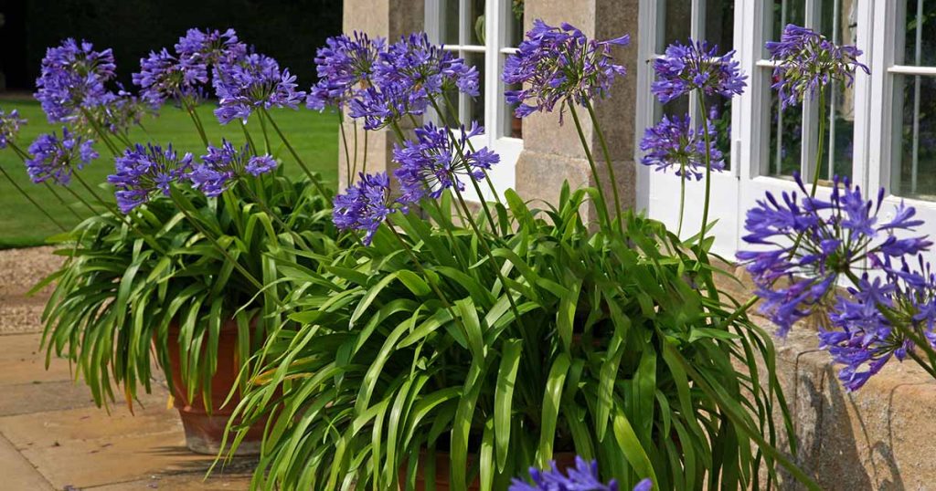 Growing Agapanthus In Pots