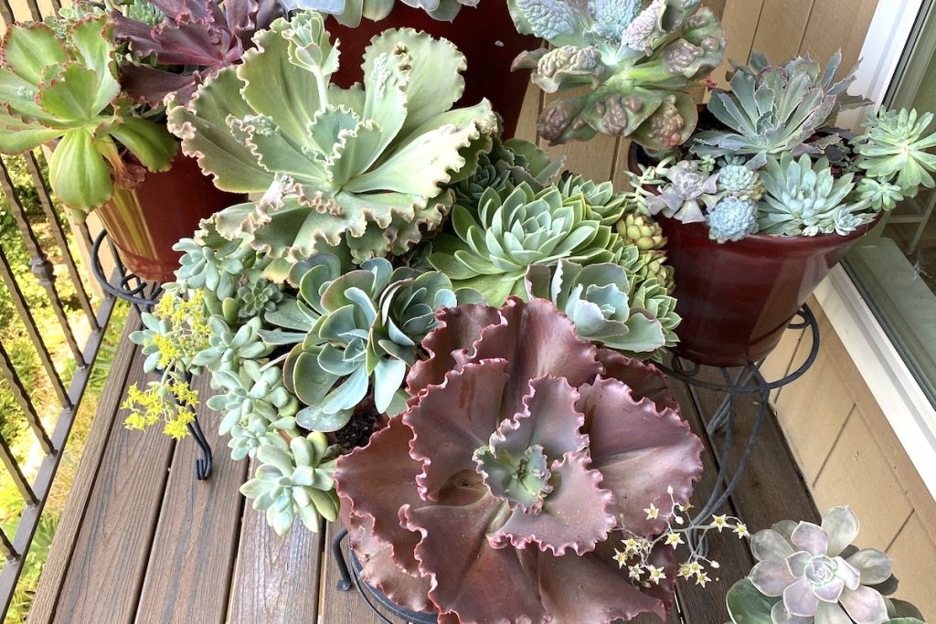 Growing Conditions for Echeverias and Ways to Care