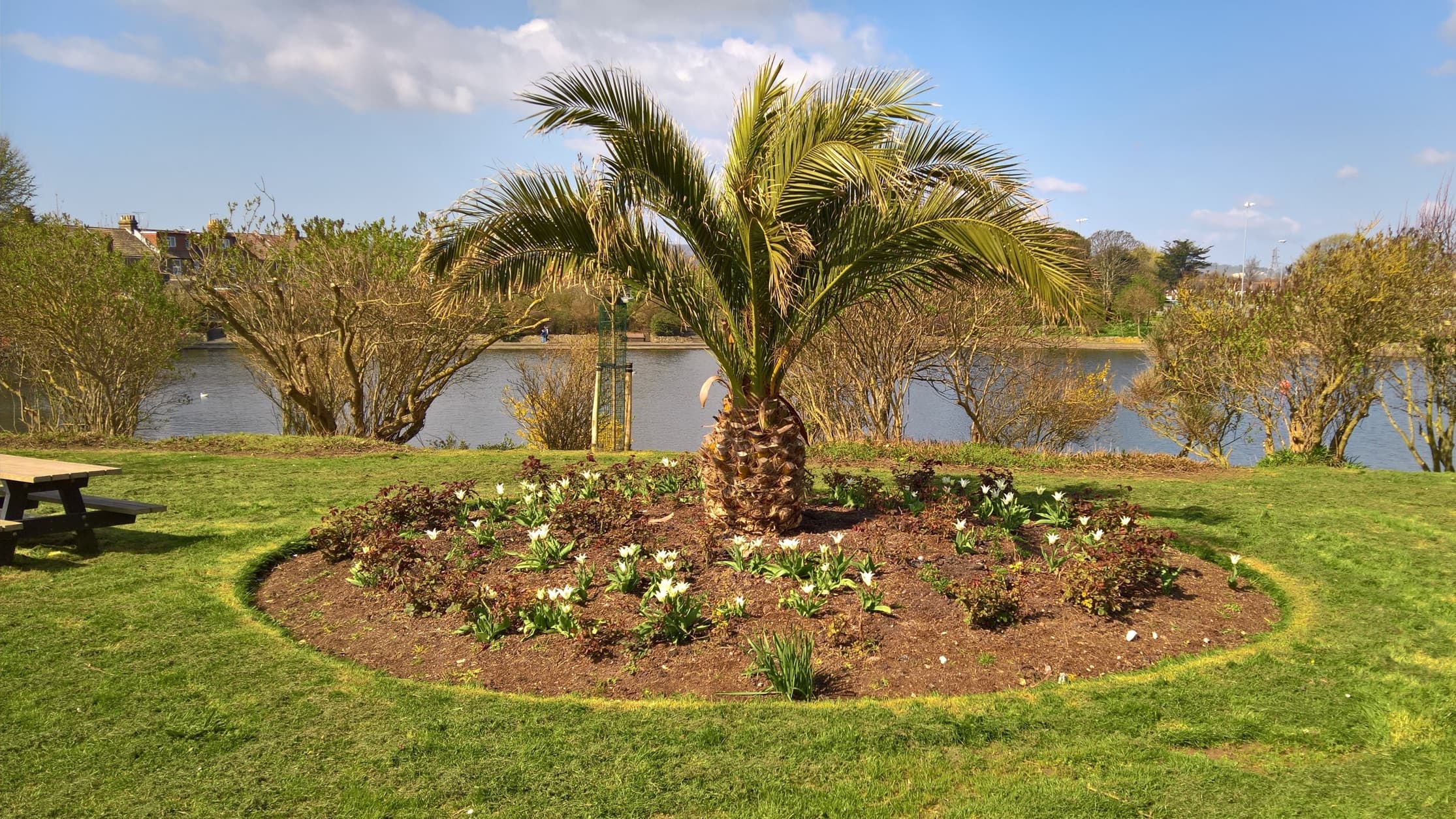 Growing Palm Trees in British Gardens