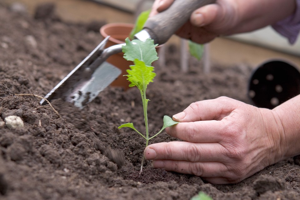 Growing Purple Sprouting Broccoli in a Pot