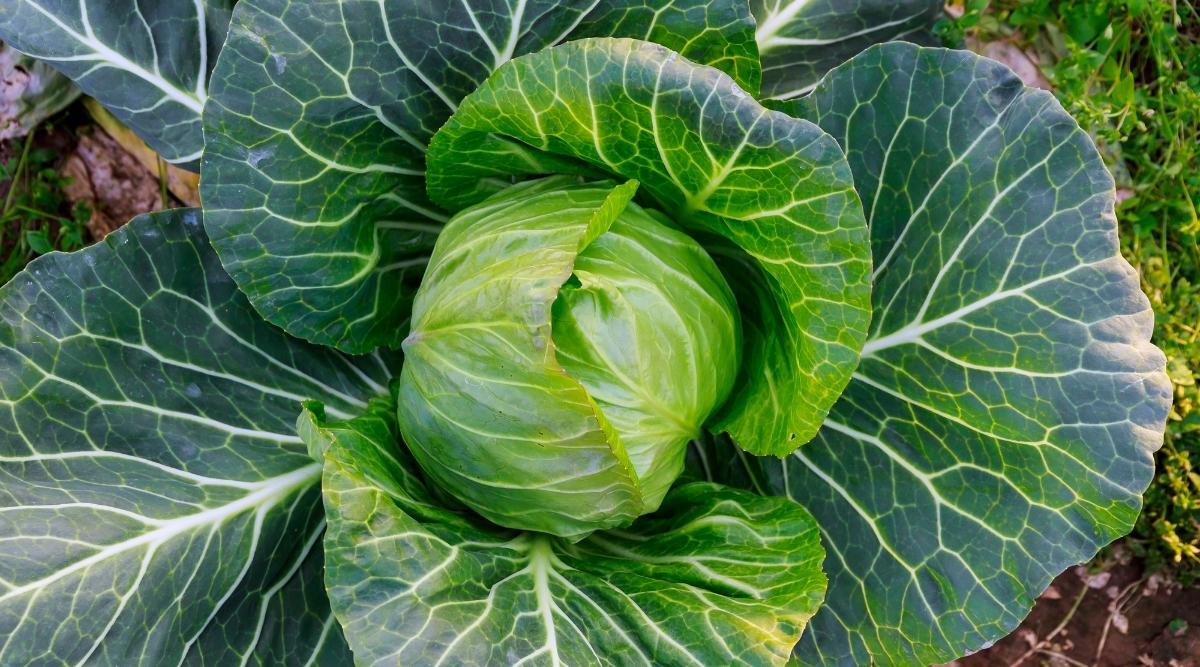 Spring Cabbage Planting and Care Made Easy: A Step-by-Step Tutorial