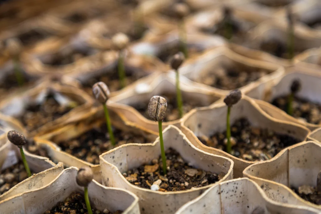 Growing Through Seeds